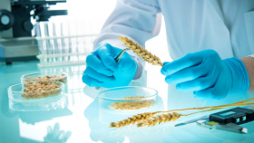 В России выявлено 27 несуществующих лабораторий по оценке зерна